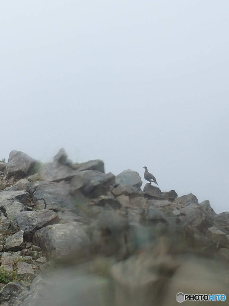 三俣蓮華岳山頂の雷鳥