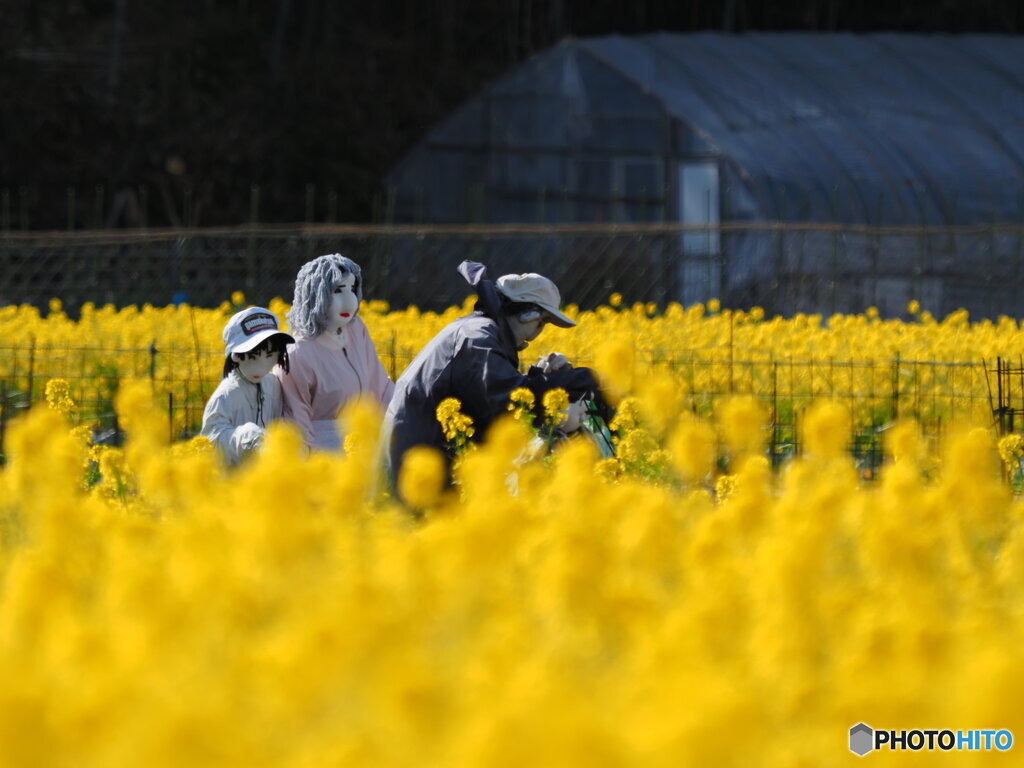 案山子の菜の花見物