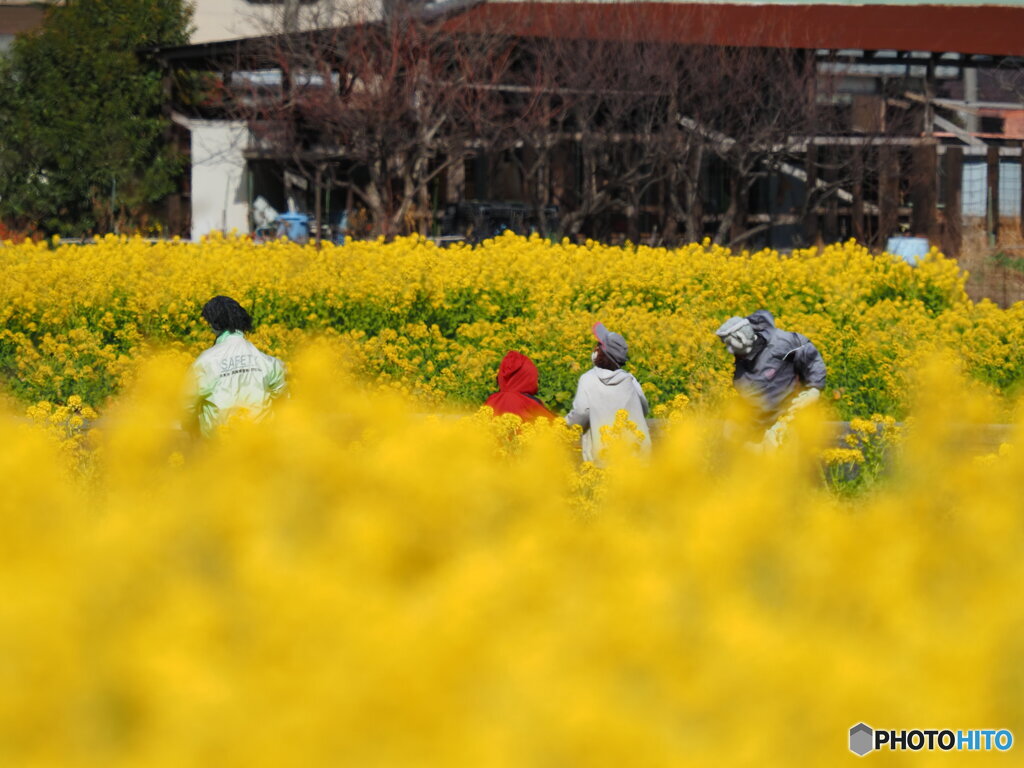 案山子の菜の花見物 2