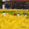 案山子の菜の花見物 2