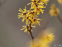 黄色い線香花火