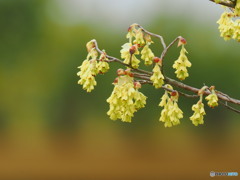 黄色い吐息
