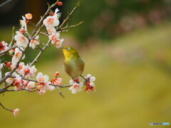 背伸びして
