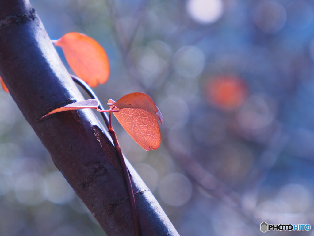 蔓の紅葉