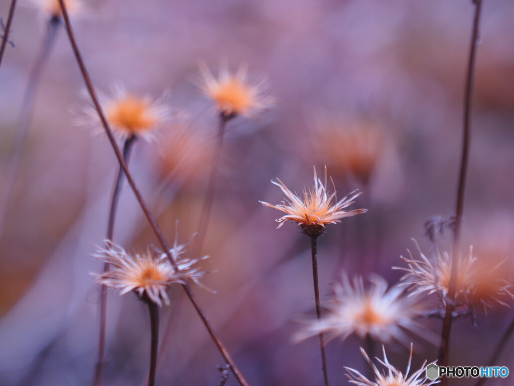 枯れても花