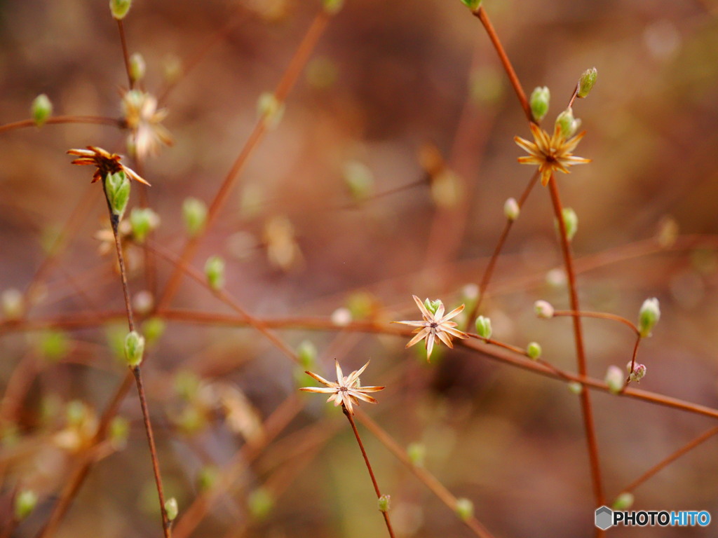 次世代の芽吹き