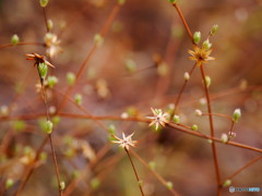 次世代の芽吹き