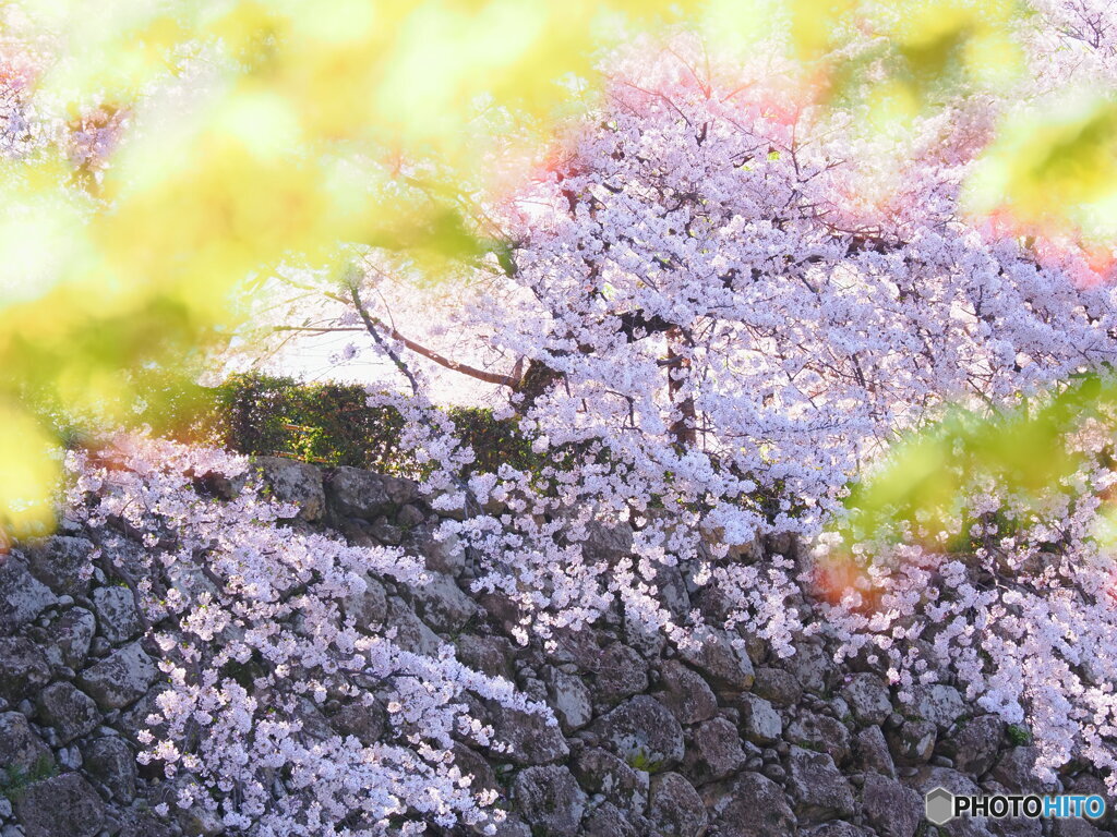 城壁に桜