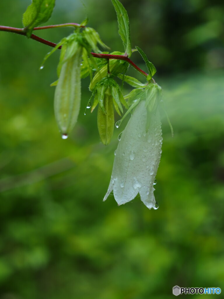 雨上がり