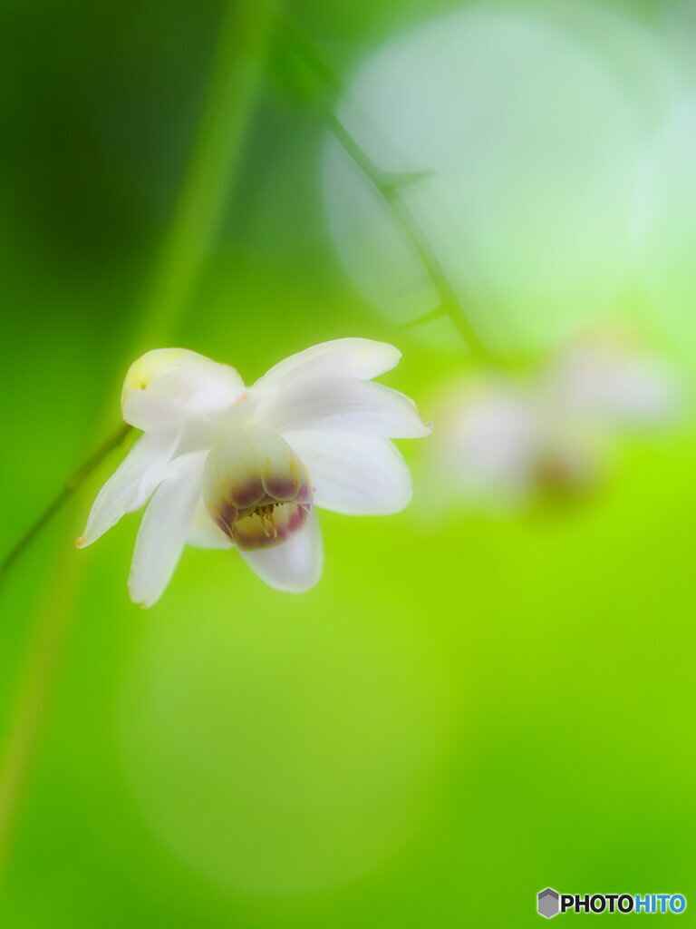 カップル