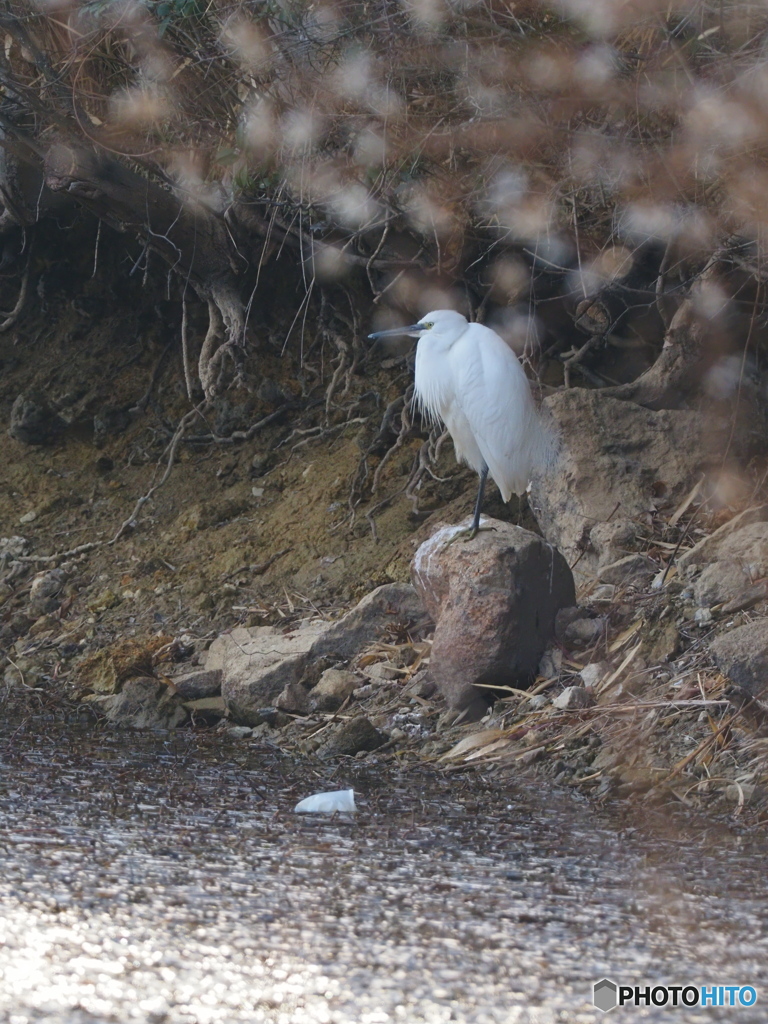 コサギの沈思黙考