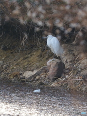 コサギの沈思黙考