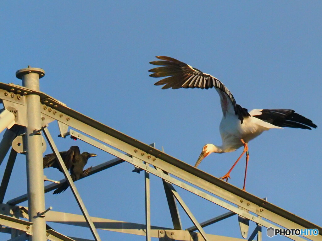 コウノトリＶＳカラス　鉄塔上の戦い