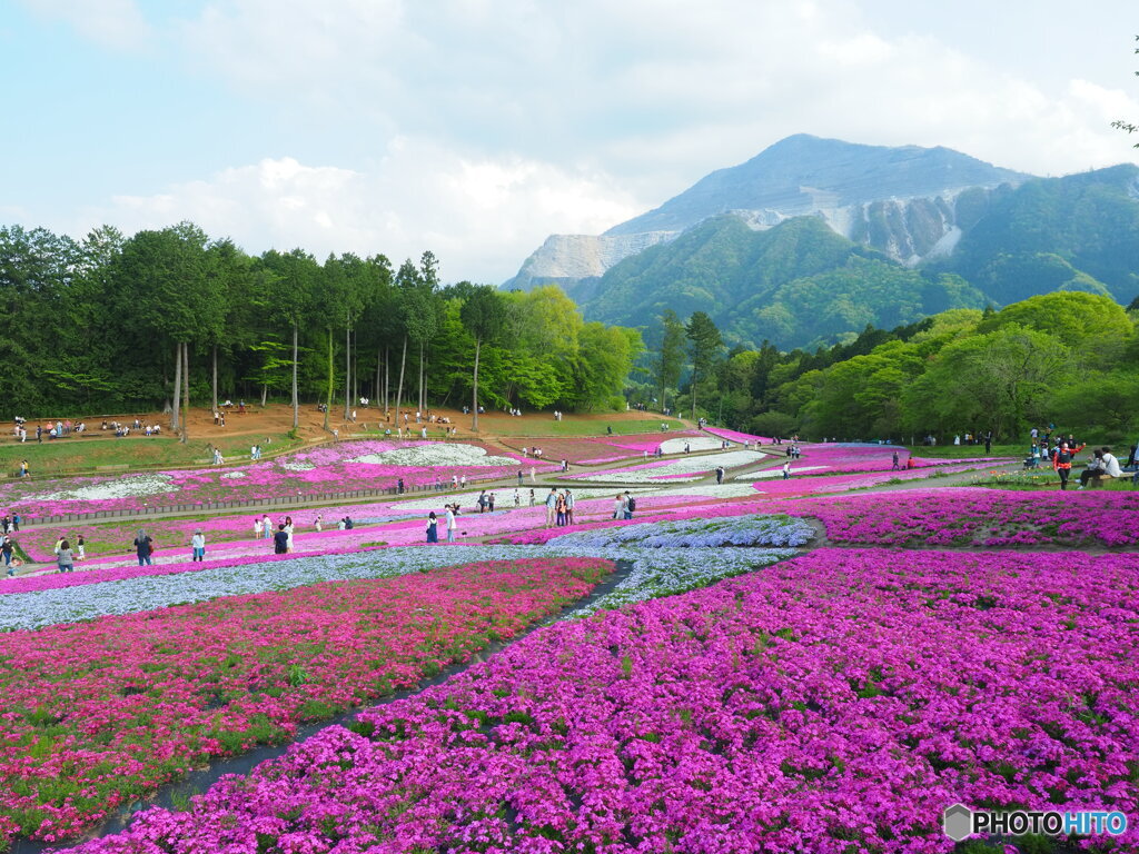 武甲山と芝桜