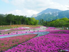 武甲山と芝桜