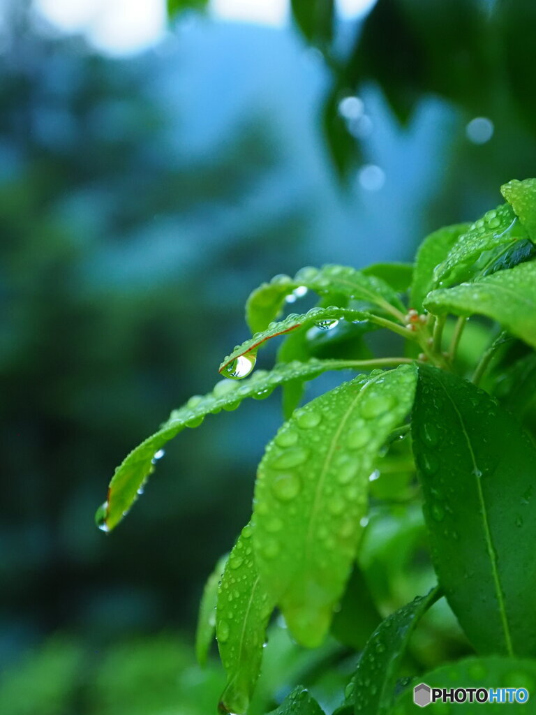 雲取山の雫1