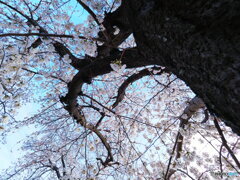 桜の風格