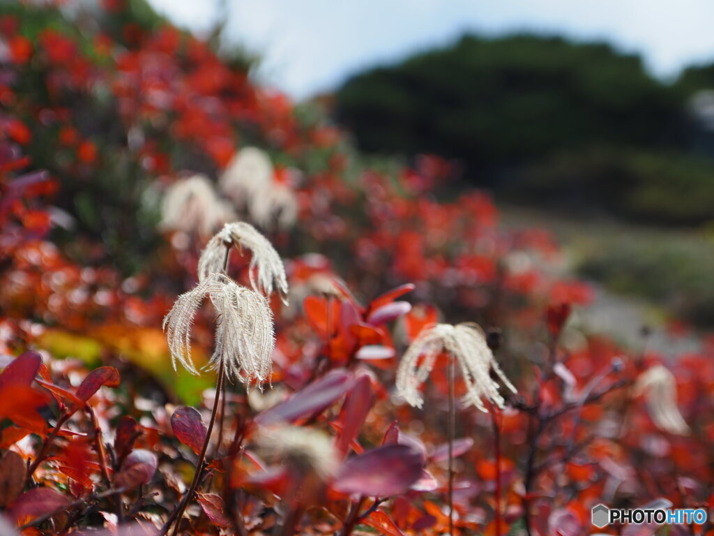 紅葉の舞台で．．．