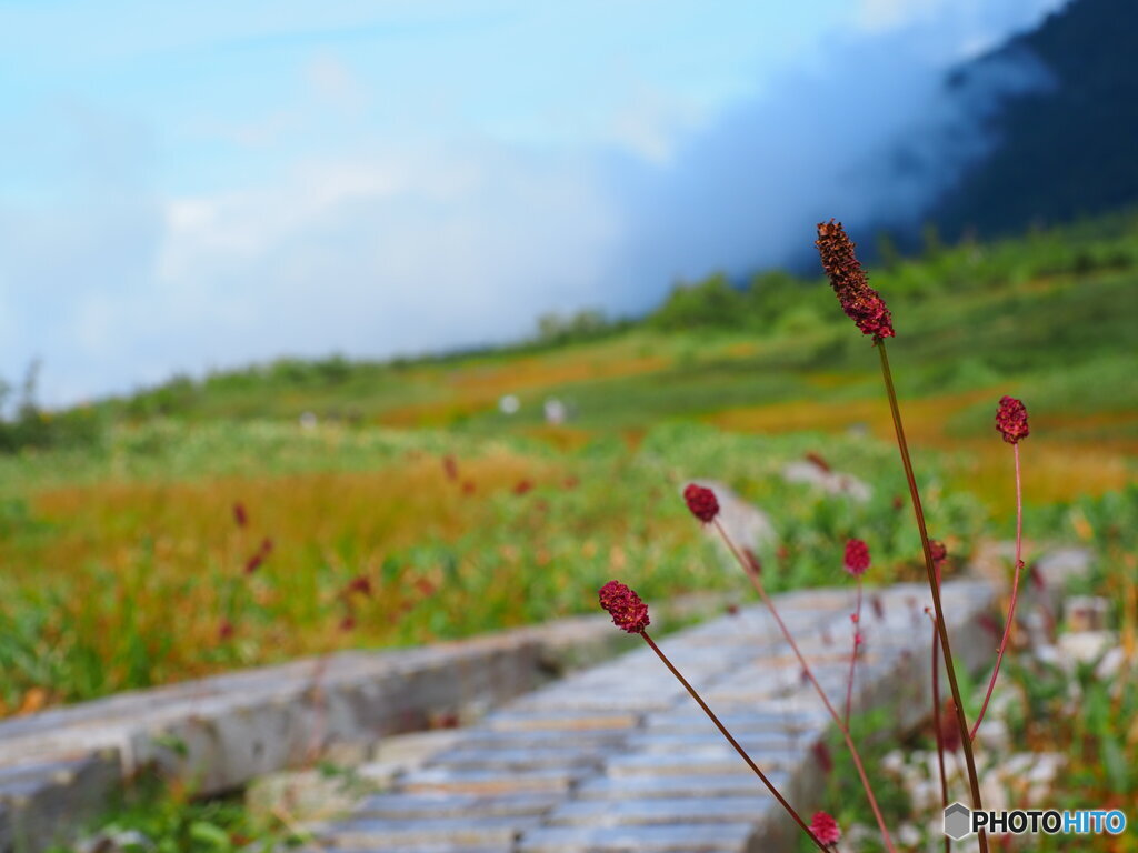 弥陀ヶ原1