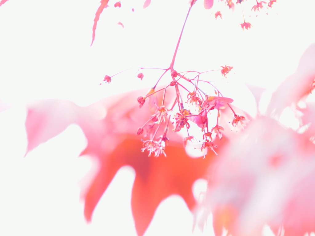 花もかわいい(^_^)　2