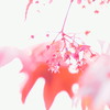 花もかわいい(^_^)　2