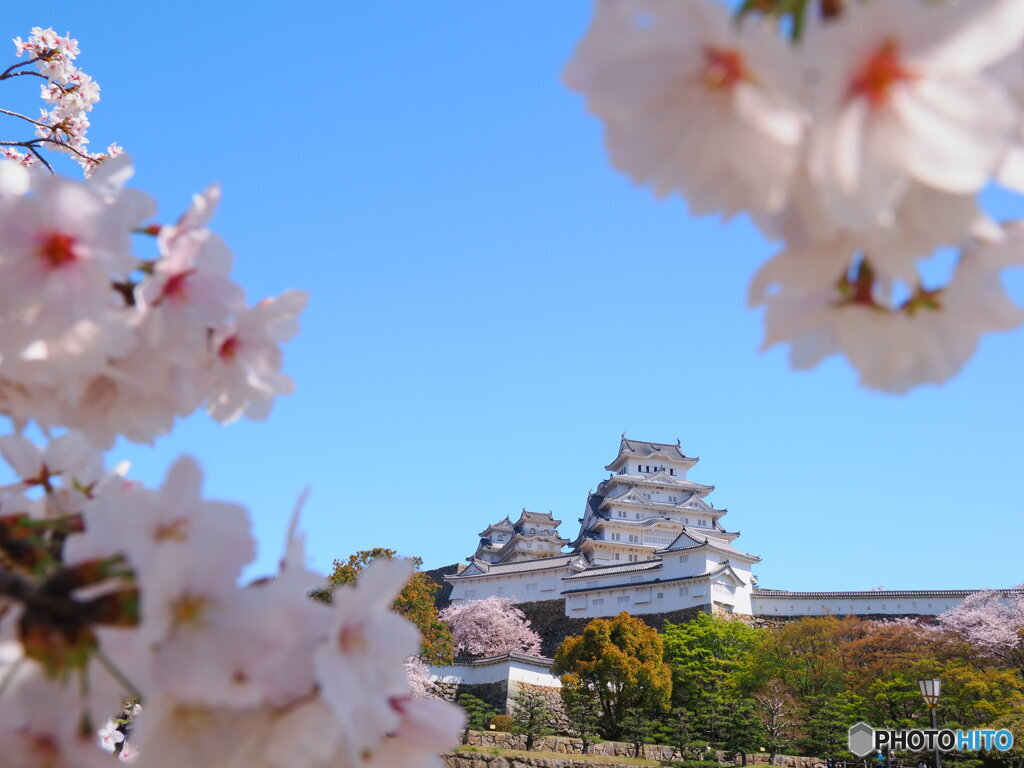 桜と白鷺城