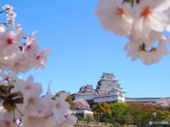 桜と白鷺城