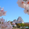 桜と白鷺城