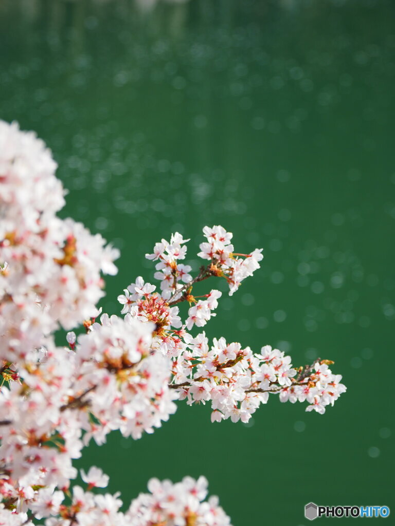 桜と散った桜