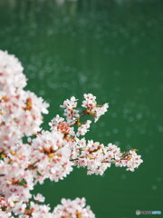 桜と散った桜