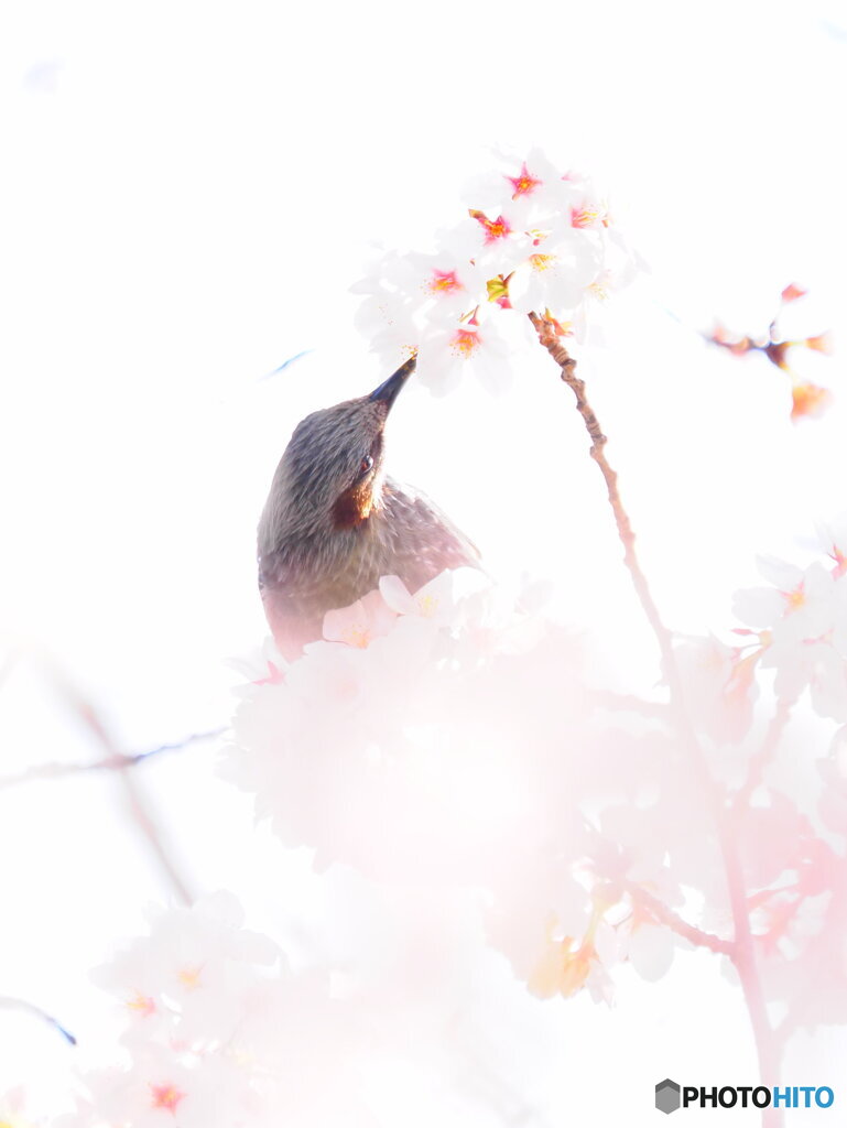 桜にヒヨドリ