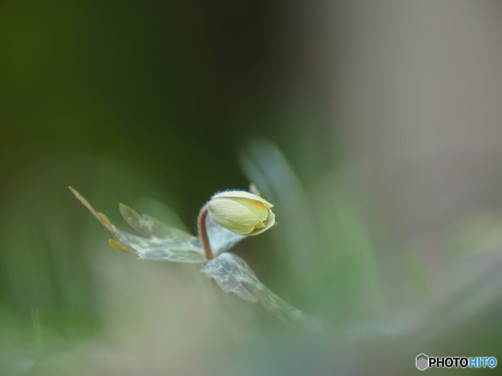 早春の妖精3