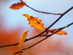 氷ノ山の紅葉2