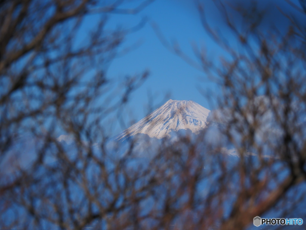 藪の中から富士山
