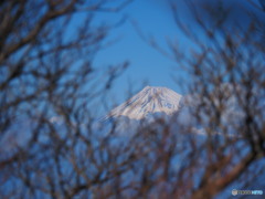 藪の中から富士山