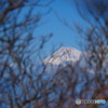 藪の中から富士山