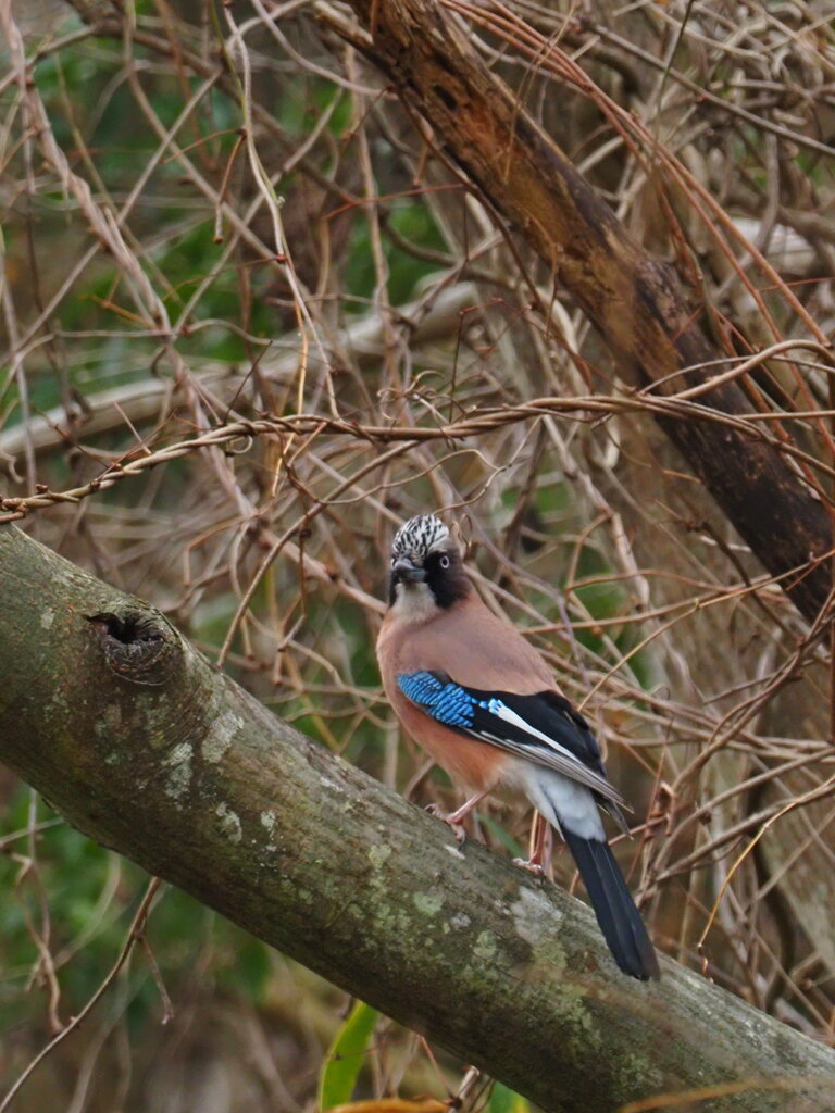 魅惑の後ろ姿　4