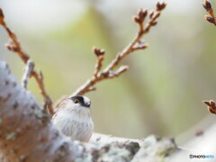 エナガ．．．えーがな(^_^)