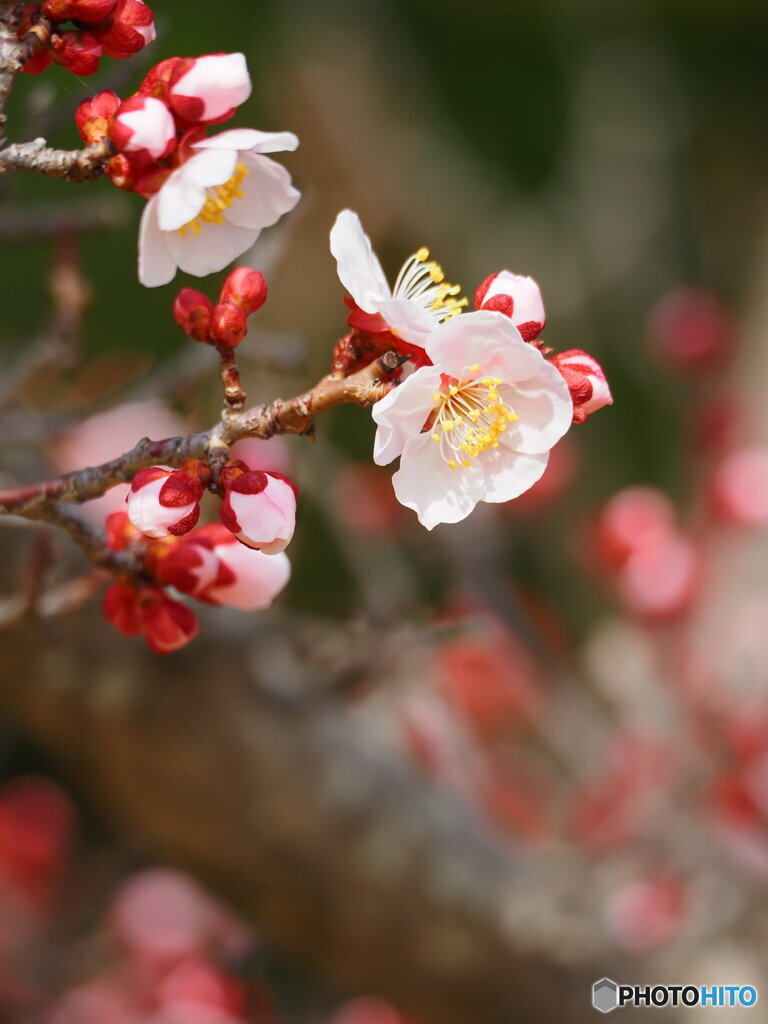 紅白揃い踏み　2