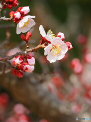 紅白揃い踏み　2