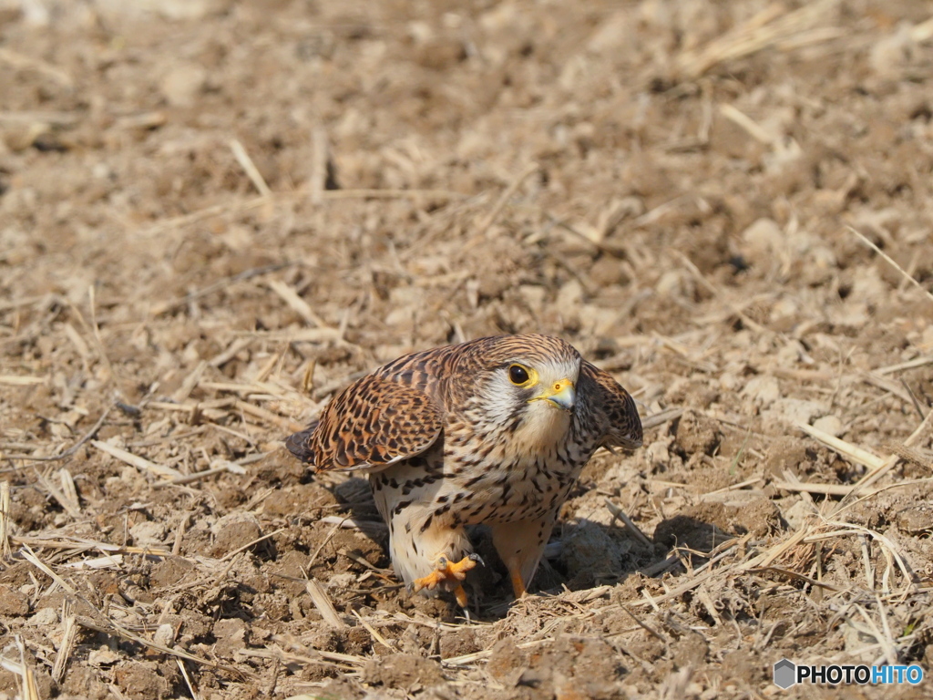舞い降りたチョウゲンボウ