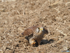 舞い降りたチョウゲンボウ