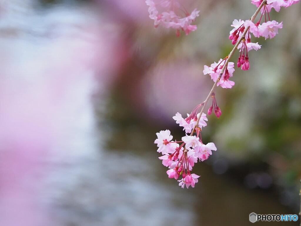 しだれ桜