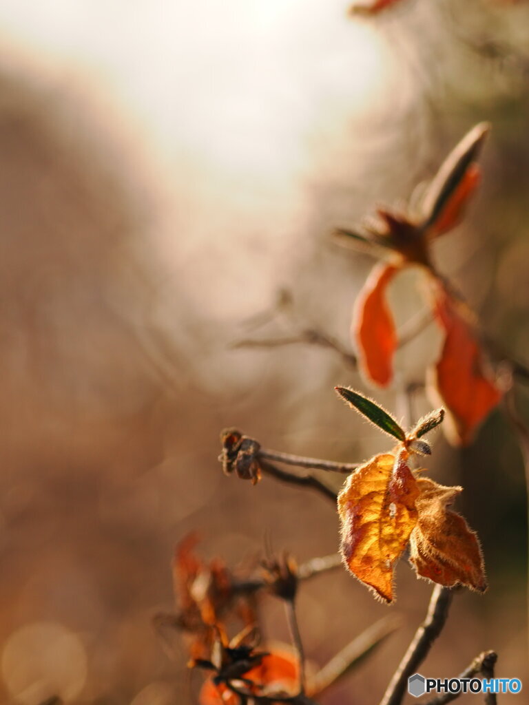 枯れ葉の輝き
