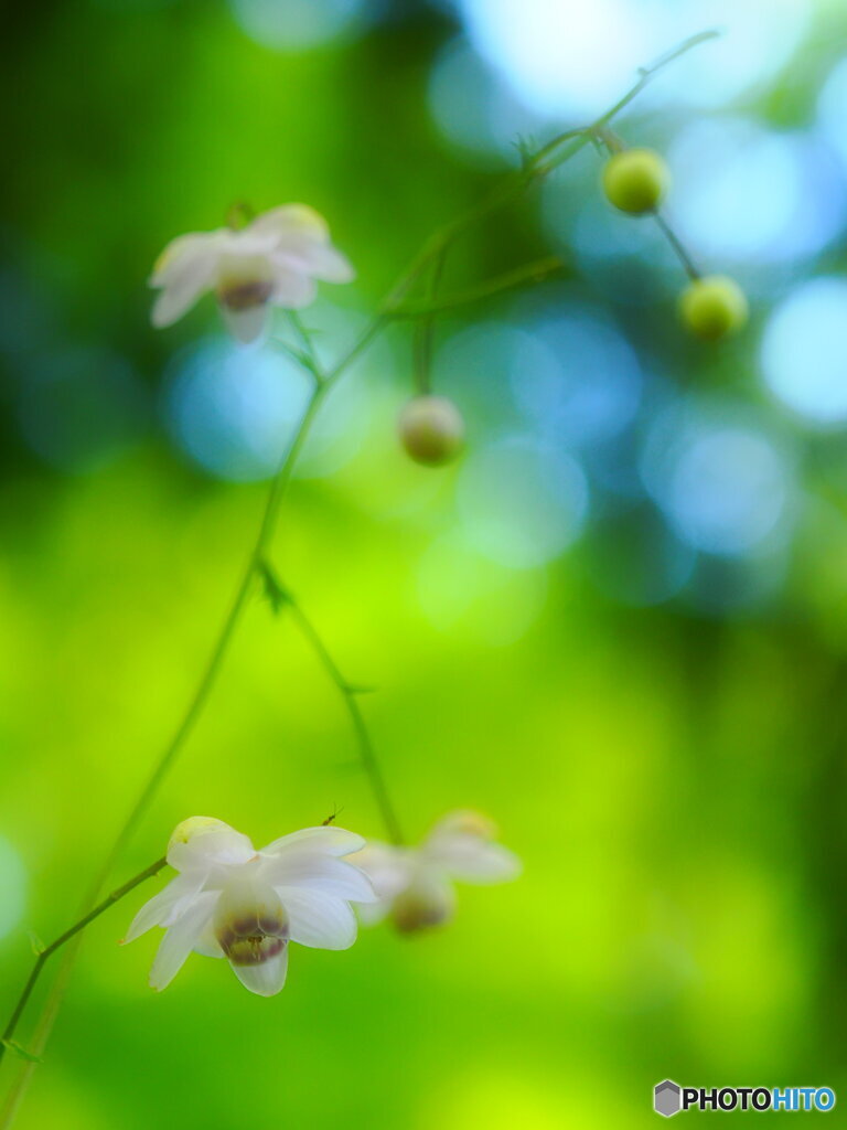 木漏れ日に舞う