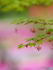 花もかわいい