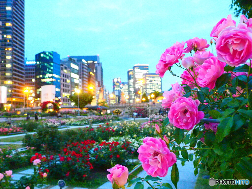 中之島バラ園3
