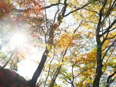 きらめく登山道