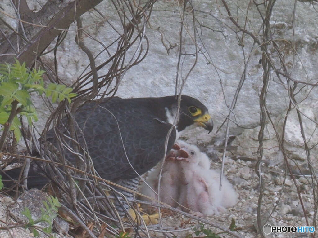 かあちゃん、早く！！