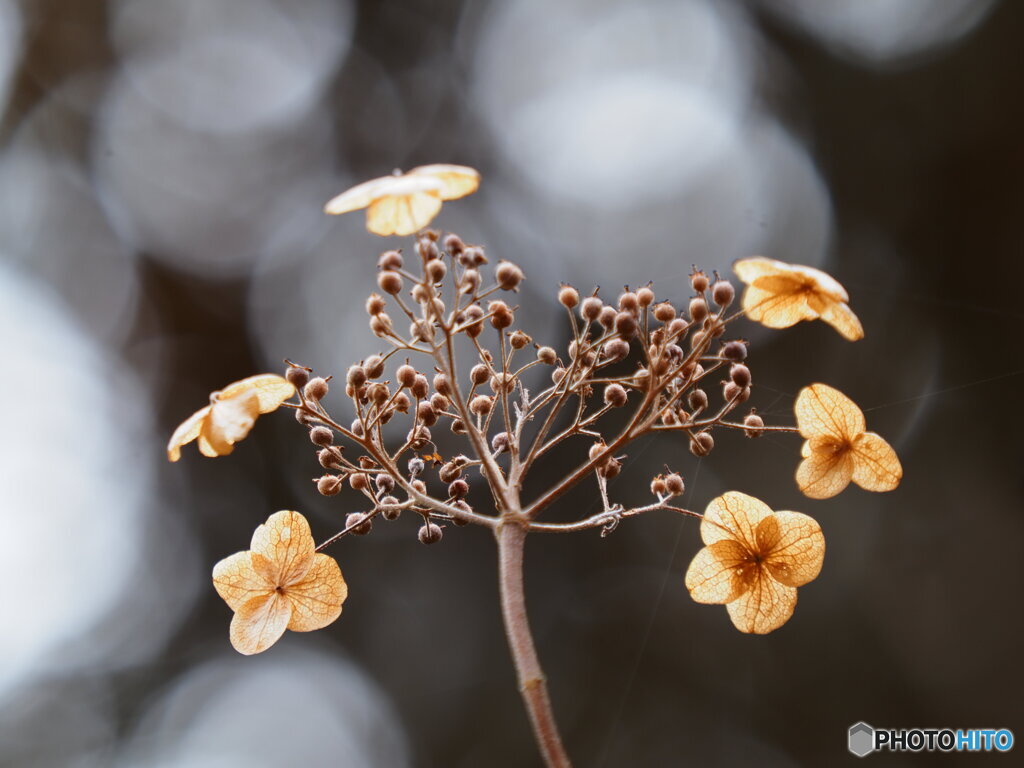 枯れても花 2
